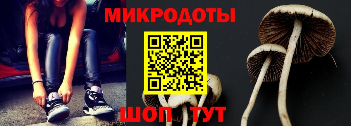 закладка  Вход с VPN  Новозыбков  Псилоцибиновые грибы Cubensis 